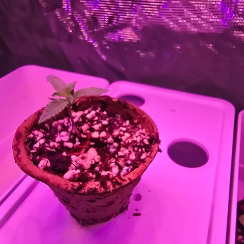 Astro Cheese  growlog timeline photo