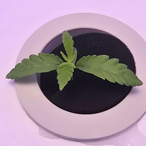 Huckleberry Pie (Abby) growlog timeline photo