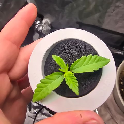 Huckleberry Pie (Abby) growlog timeline photo