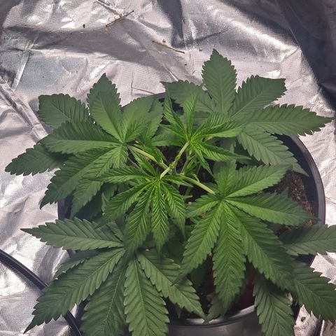 Space Queen growlog timeline photo