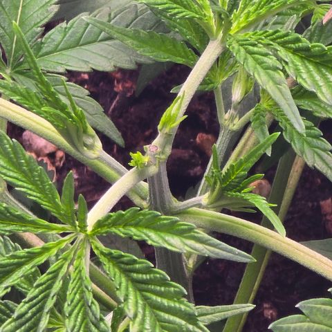 Space Queen growlog timeline photo