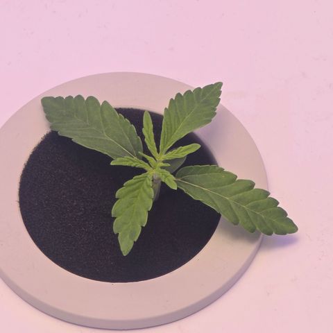 Huckleberry Pie (Abby) growlog timeline photo