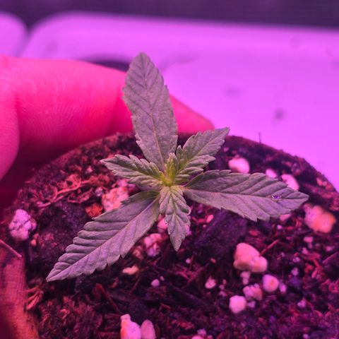 Astro Cheese  growlog timeline photo