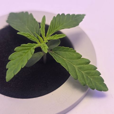 Huckleberry Pie (Abby) growlog timeline photo