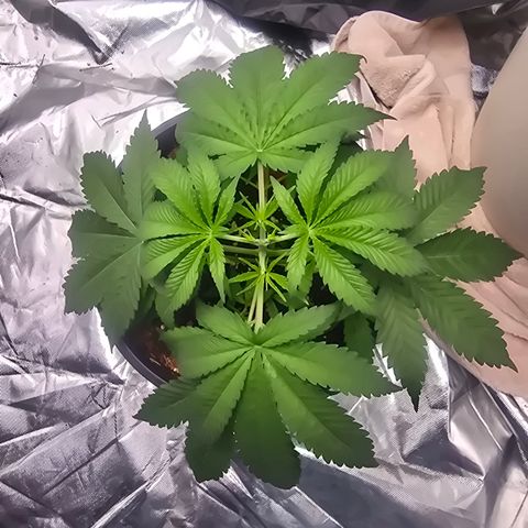 Space Queen growlog timeline photo