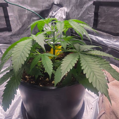 Space Queen growlog timeline photo