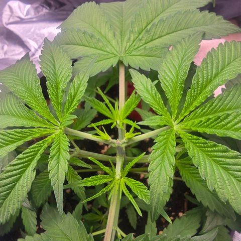 Space Queen growlog timeline photo