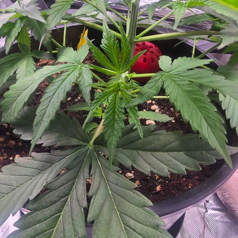 Space Queen growlog timeline photo