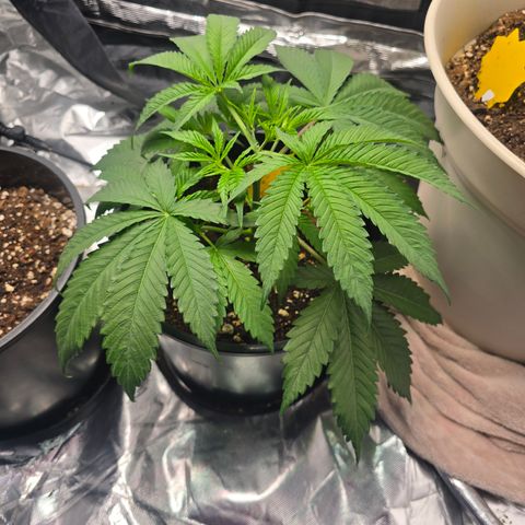 Space Queen growlog timeline photo