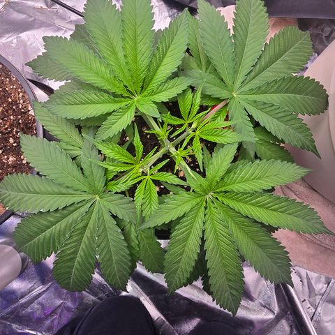 Space Queen growlog timeline photo