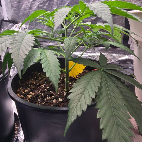 Space Queen growlog timeline photo