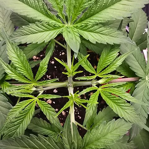 Space Queen growlog timeline photo