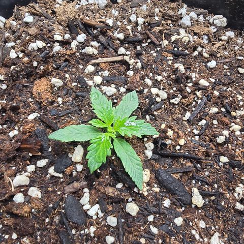Astro Cheese  growlog timeline photo