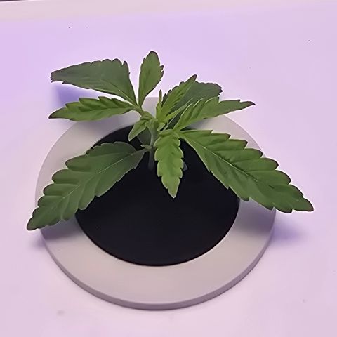 Huckleberry Pie (Abby) growlog timeline photo