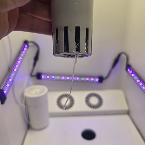 Huckleberry Pie (Abby) growlog timeline photo
