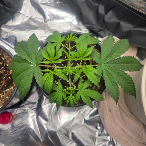 Space Queen growlog timeline photo