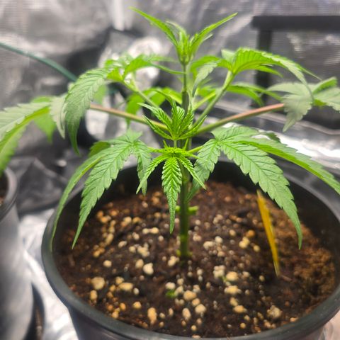 Space Queen growlog timeline photo