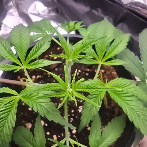 Space Queen growlog timeline photo