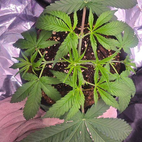 Space Queen growlog timeline photo
