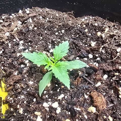 Astro Cheese  growlog timeline photo