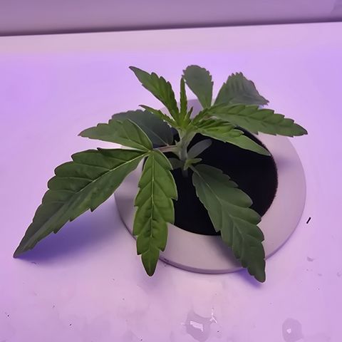 Huckleberry Pie (Abby) growlog timeline photo