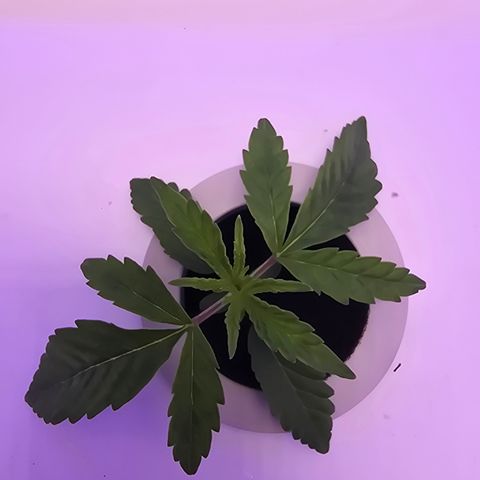 Huckleberry Pie (Abby) growlog timeline photo