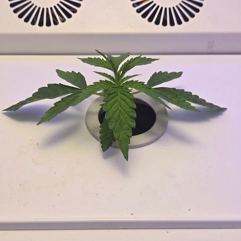 Huckleberry Pie (Abby) growlog timeline photo