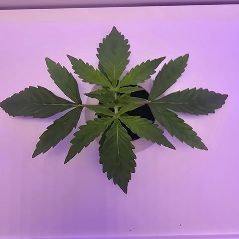 Huckleberry Pie (Abby) growlog timeline photo