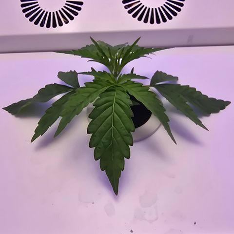 Huckleberry Pie (Abby) growlog timeline photo