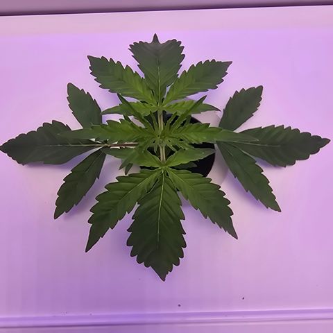 Huckleberry Pie (Abby) growlog timeline photo