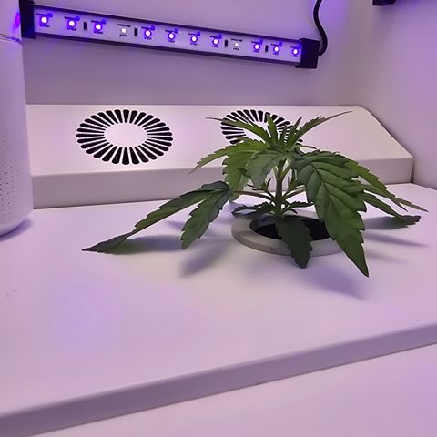 Huckleberry Pie (Abby) growlog timeline photo