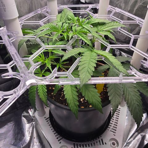 Space Queen growlog timeline photo