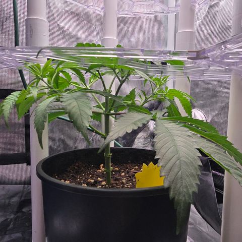 Space Queen growlog timeline photo
