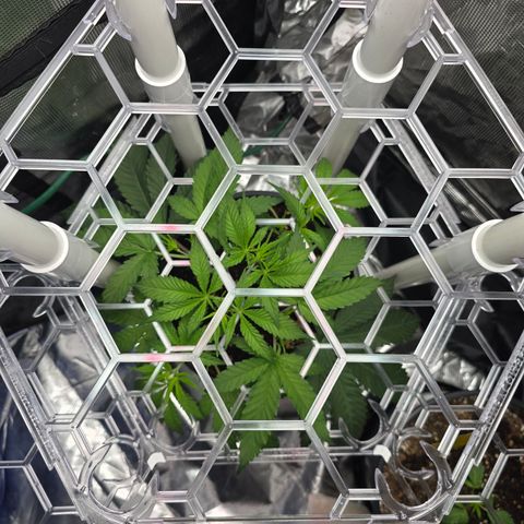 Space Queen growlog timeline photo