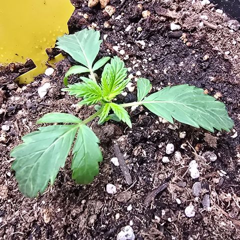Astro Cheese  growlog timeline photo