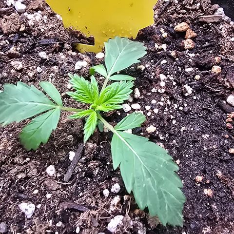 Astro Cheese  growlog timeline photo