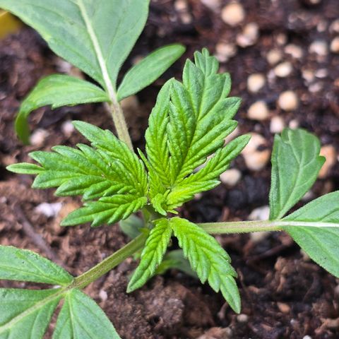 Astro Cheese  growlog timeline photo