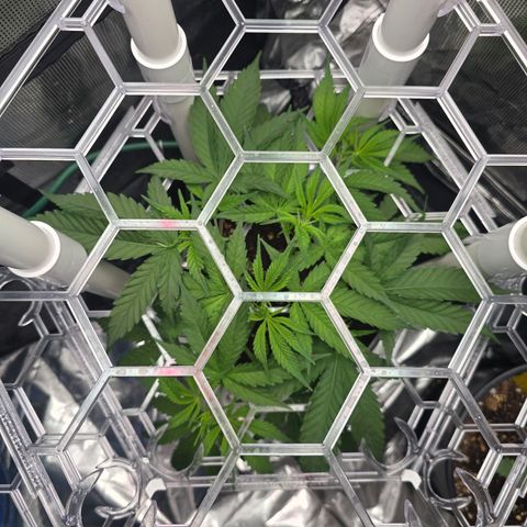 Space Queen growlog timeline photo