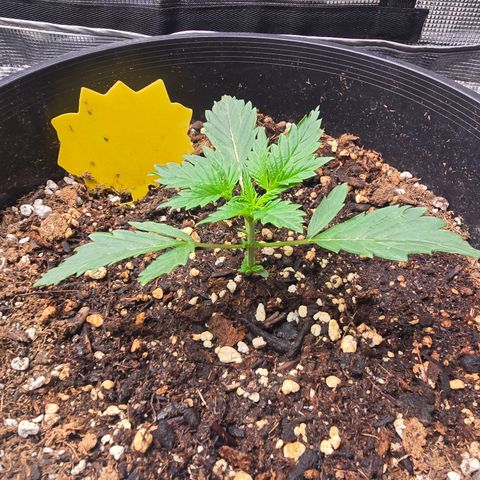 Astro Cheese  growlog timeline photo