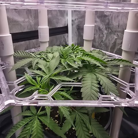 Space Queen growlog timeline photo