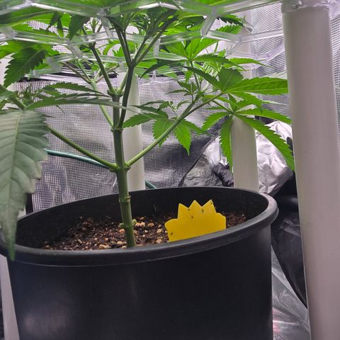 Space Queen growlog timeline photo