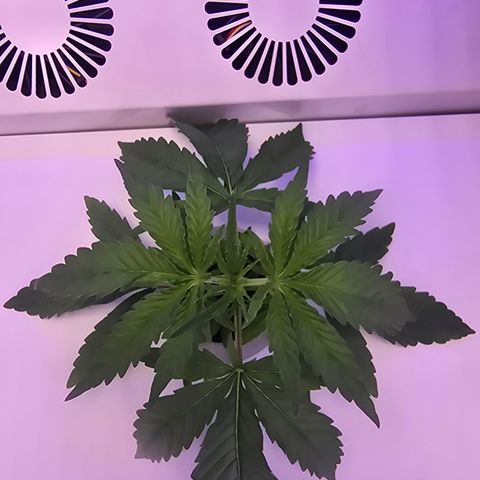Huckleberry Pie (Abby) growlog timeline photo
