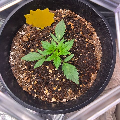 Astro Cheese  growlog timeline photo
