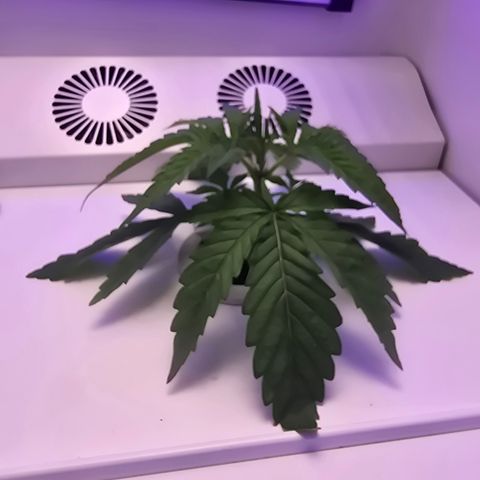 Huckleberry Pie (Abby) growlog timeline photo