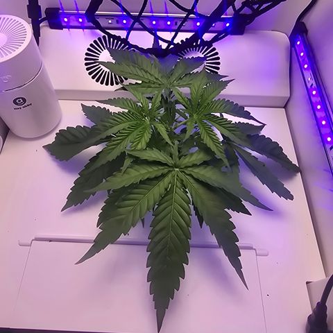 Huckleberry Pie (Abby) growlog timeline photo