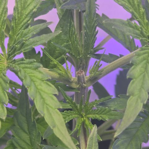Huckleberry Pie (Abby) growlog timeline photo