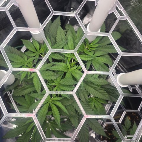 Space Queen growlog timeline photo
