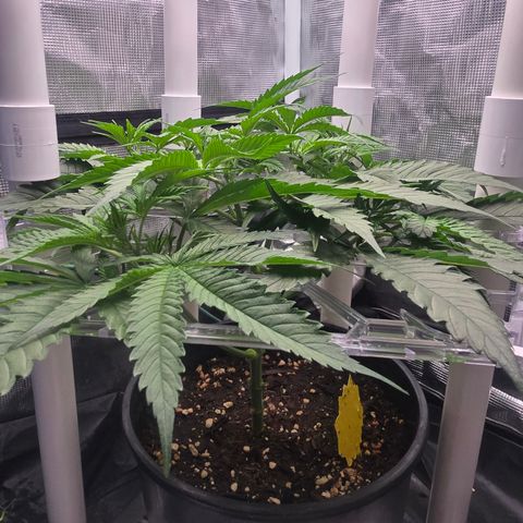 Space Queen growlog timeline photo