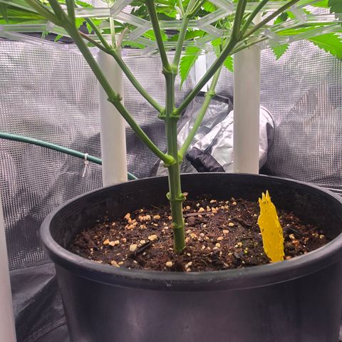 Space Queen growlog timeline photo