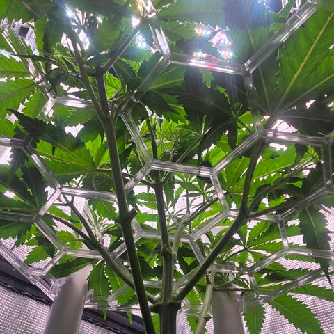 Space Queen growlog timeline photo